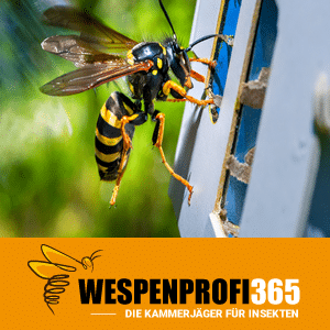 Wespen am Fenster - Wespenbekämpfung Solingen