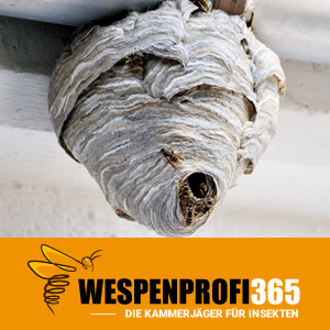 Wespennest entfernen Solingen